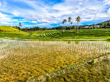 Scenic view of agricultural field against sky