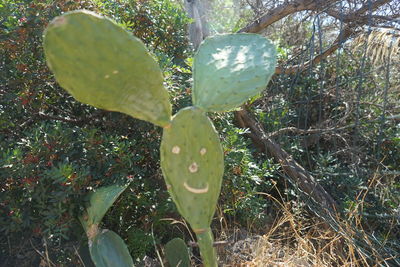 Close-up of water drops on leaf