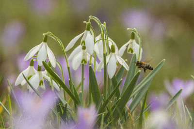 Close-up of insect on purple flower