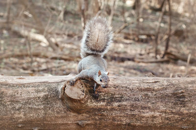 Close-up of squirrel on wooden log