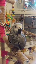 Close-up of parrot perching on a stuffed toy