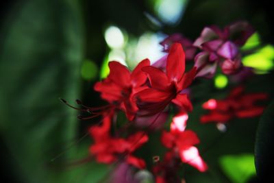 Close-up of red flowers blooming outdoors