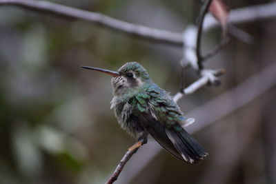 Close-up of bird perching on plant
