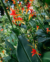 Close-up of red flowering plant