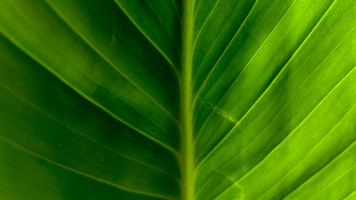 Full frame shot of green leaves