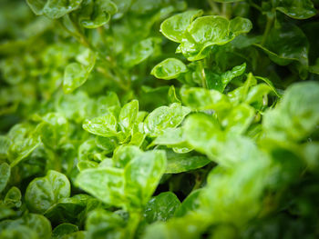 Full frame shot of fresh green leaves