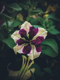 Close-up of flower blooming outdoors