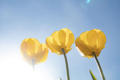 Low angle view of yellow tulips against sky