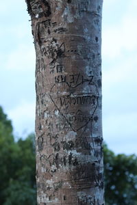 Close-up of heart shape on tree trunk