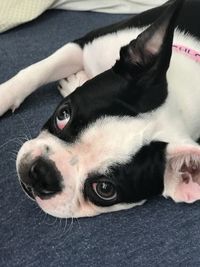 Close-up portrait of a dog