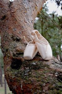 Close-up of tree trunk in forest