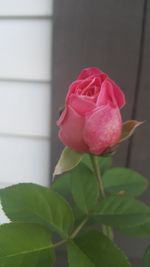 Close-up of rose