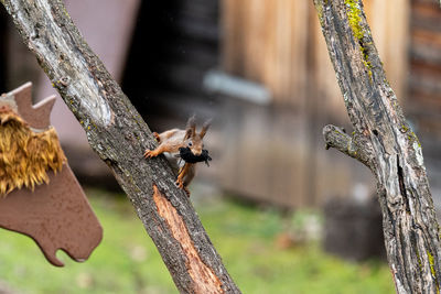 Close-up of insect on tree trunk