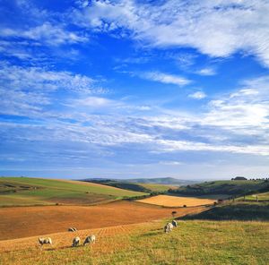 Scenic view of agricultural field against sky