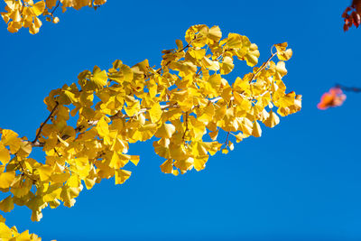 Low angle view of flowering plant against blue sky