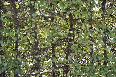 Low angle view of fruits growing on tree