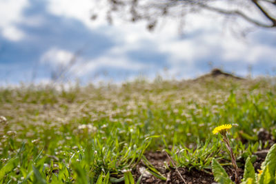 Close-up of yellow flowers on field