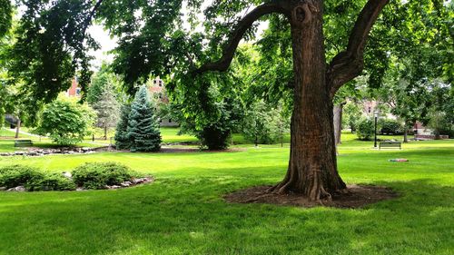 Trees growing in park