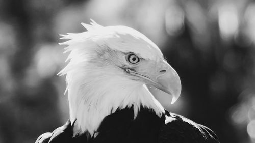 Close-up of eagle