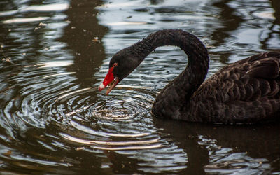 Swan swimming in lake