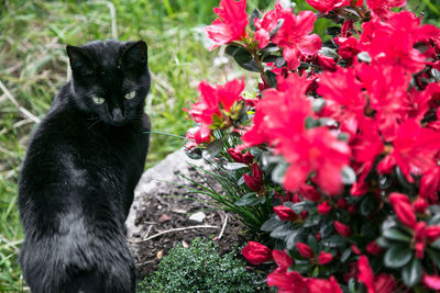 Close-up of black cat in garden