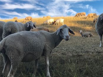 Sheep standing in a field