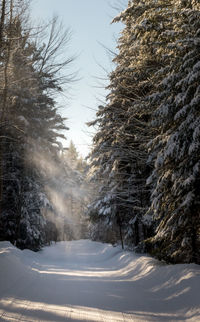 Trees on snow covered landscape