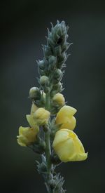 Close-up of yellow flowering plant against black background