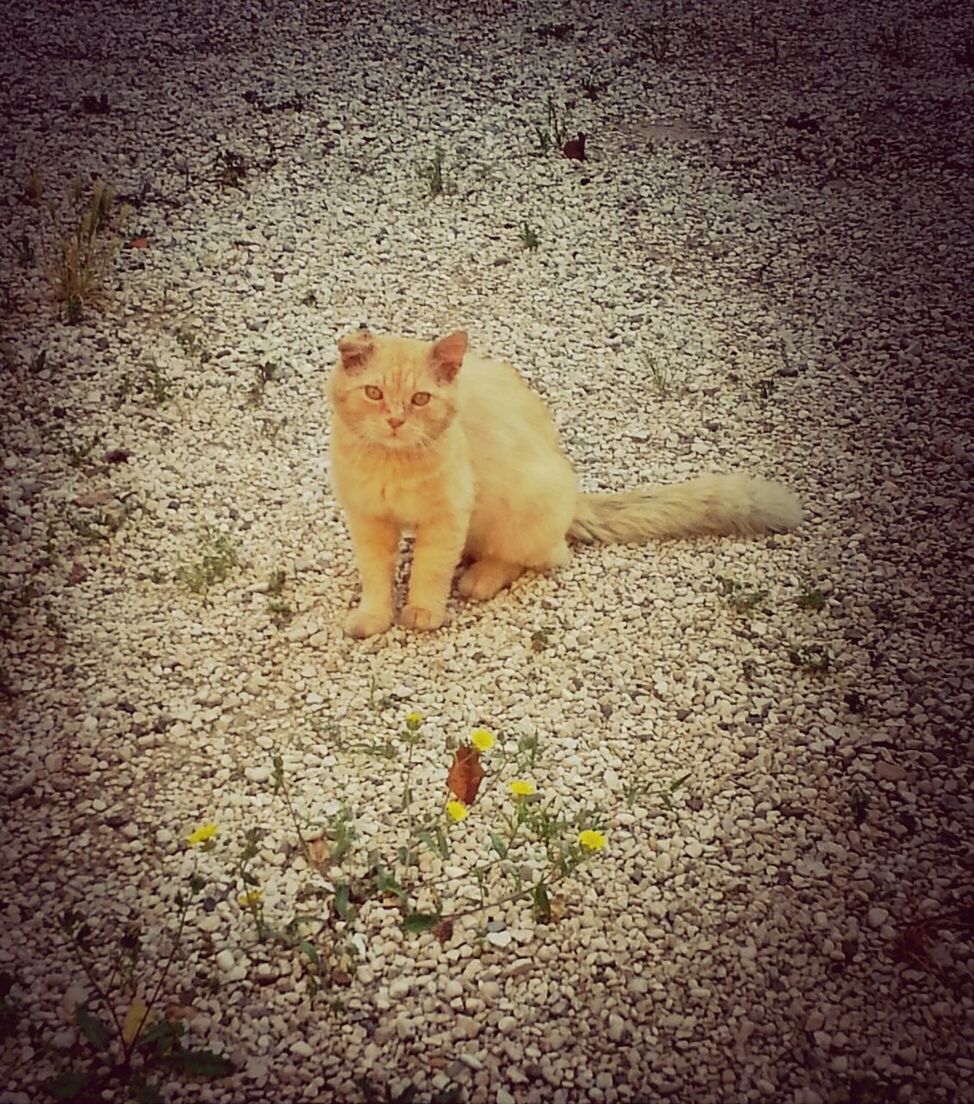 one animal, pets, domestic animals, animal themes, domestic cat, mammal, cat, feline, high angle view, leaf, street, no people, outdoors, day, whisker, looking away, nature, ground, sunlight, alertness