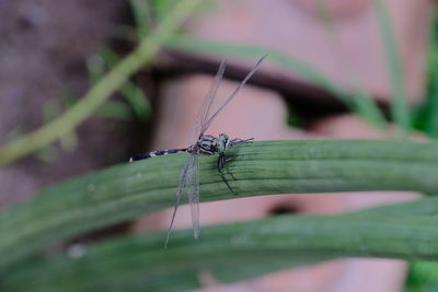 Close-up of insect on leaf