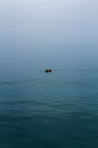 Otter floating in sea