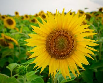 Close-up of sunflower on field