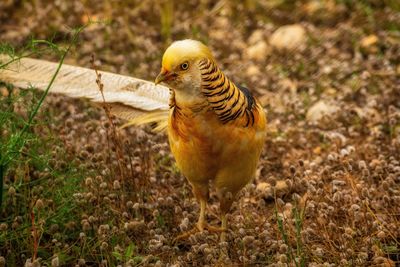 Close-up of a bird
