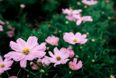 Close-up of pink flowers blooming outdoors