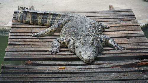 High angle view of lizard on wooden pier