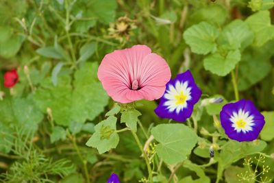 Close-up of purple flowering plant