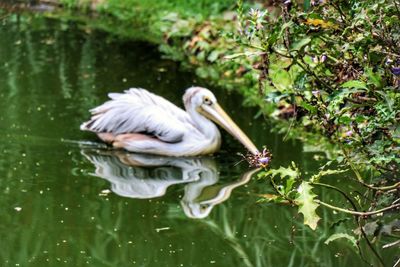 Close-up of swan swimming on lake