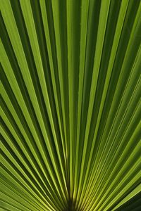 Natural pattern of palm tree