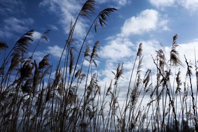 Low angle view of plants against sky