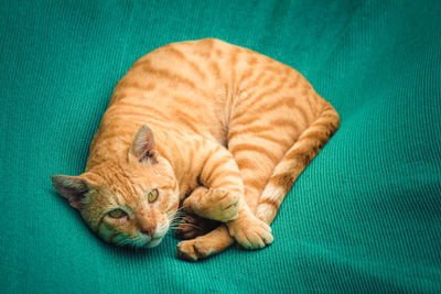 Brown beautiful cat on green carpet