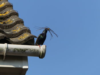 Low angle view of starling against clear blue sky
