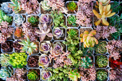 High angle view of multi colored flowering plants