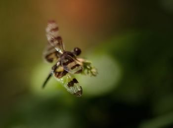 Close-up of spider on plant