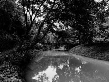 River flowing through forest