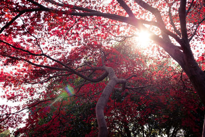 Low angle view of trees against sky