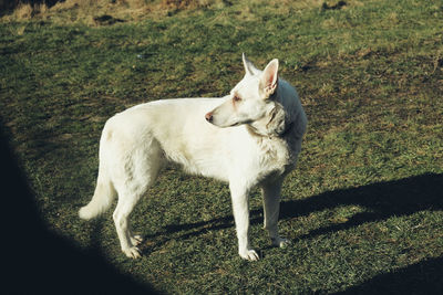 View of dog standing on field