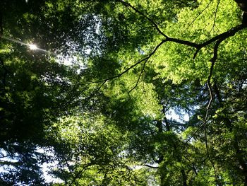 Low angle view of trees