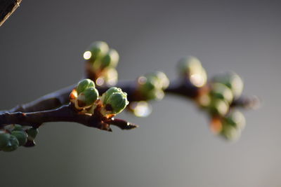 Close-up of berries growing on tree