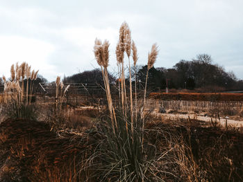 Plants on field against sky