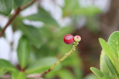 Close-up of strawberry growing on plant